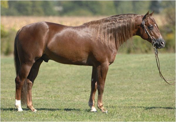 Toshirou様 WALLA WALLA×HIGH! STANDARD Walla Walla Whiz – Arcese Quarter Horses