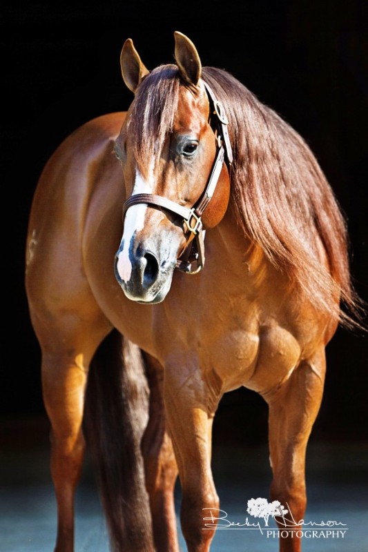 My American Express >> National Reined Cow Horse Association One Fine Vintage at ... My American Express >> National Reined Cow Horse Association One Fine Vintage at ...