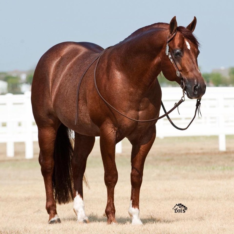 Central New York Reining Horse Association Electric Code at
