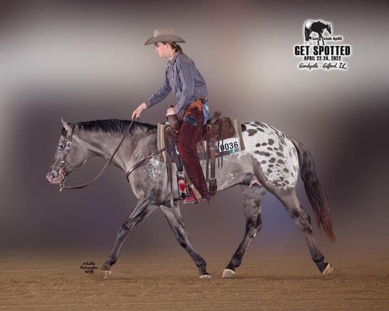 Appaloosa Cutting Horse Association Shining C. Silverhawk at Perfect