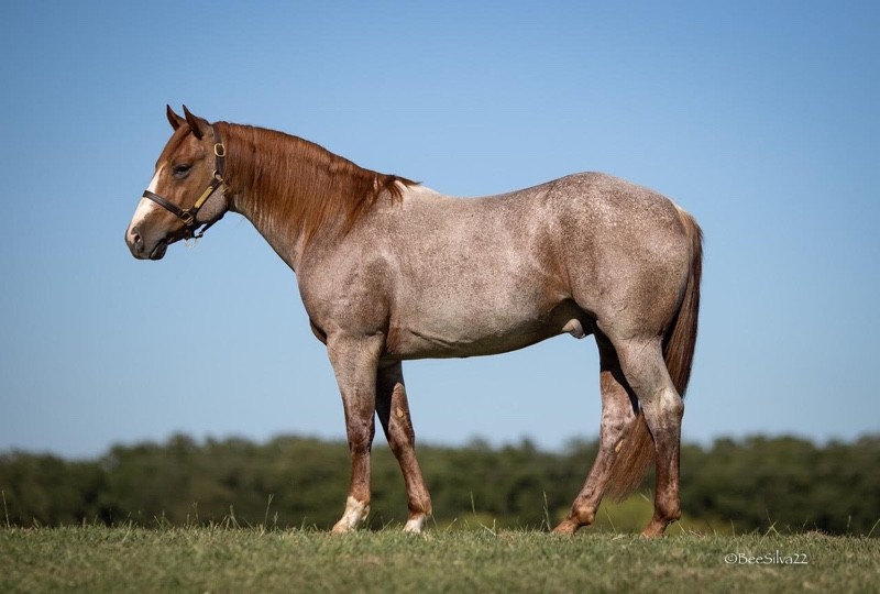 Kansas Horse Council Bet Hesa Shiner at Perfect Horse Auctions