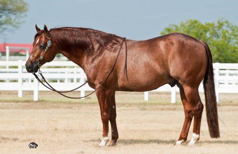 Tennessee walking horse Gelding 13 years 15,1 hh Sorrel in