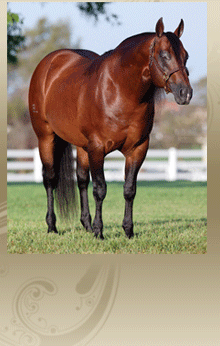 Conquistador Whiz