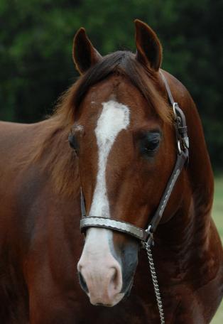 Sparkling Major