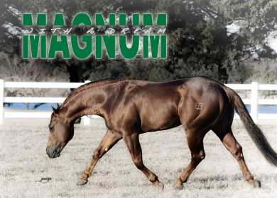 Magnum With A Dream
