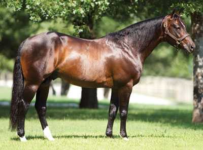 Tennessee Reining Horse Association Nic It In The Bud at Perfect Horse ...