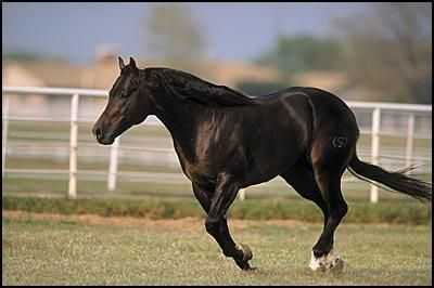 Tennessee Reining Horse Association Roosters Wrangler at Perfect Horse  Auctions