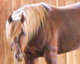 Missies Little Star - LTE $59,000 Son of Grays Starlight