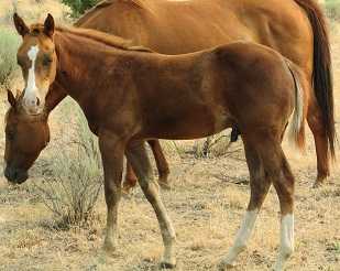 PENDING AQHA