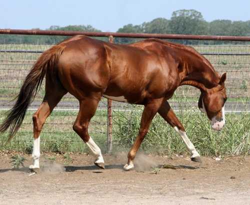 Solanos Kicker - AQHA/APHA 