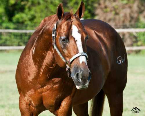 Mister Dual Pep - $2.7 Million Dollar Sire  