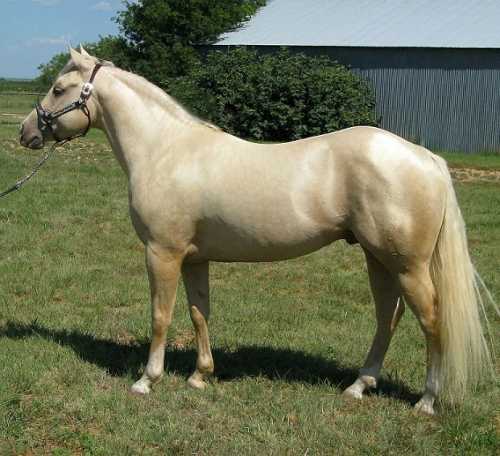 PeptoCremzemal - Creme son of Yellow Roan of Texas 