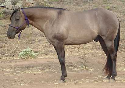 Bueno Blue Badger - Homozygous Black Grulla