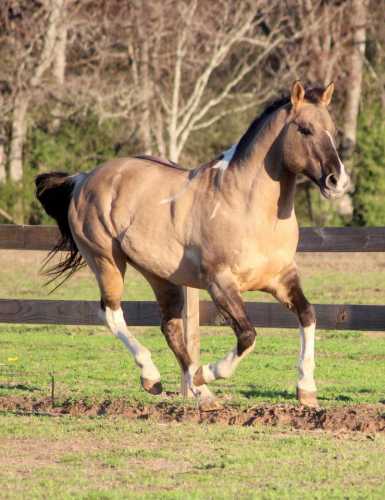 I Is Magic - Grulla Tobiano 