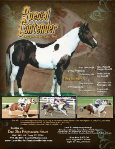 Special Contender - APHA Son of Special Effort si 104