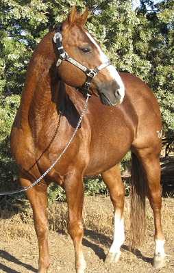 Little Lenas Legend, sire of CR Elegant Legend