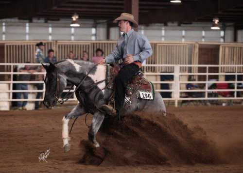 Forest Midnight Comet - APHA World Champion Blue Roan Tobiano 