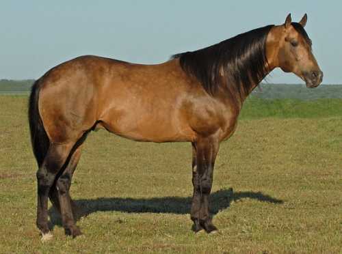 Firewater Ta Fame - Own son of Dash Ta Fame 