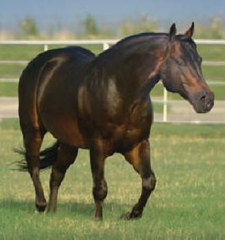 Reining Horse Association Northwest Roosters Wrangler at Perfect Horse  Auctions