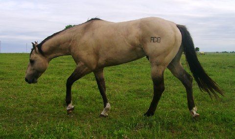 Gold Bucks RDB