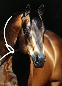 Commandalena