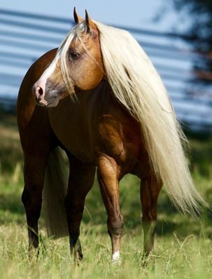 Show Me The Buckles
