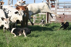   Border Collies - Ty Williams Stock Dogs