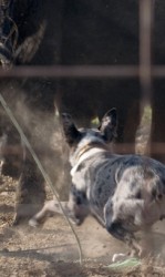 Tammy's Cowdogs - Missouri