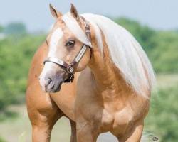 JRS Shiney Lil Whiz