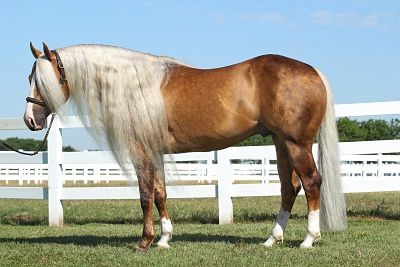 Central New York Reining Horse Association Show Me The Buckles at