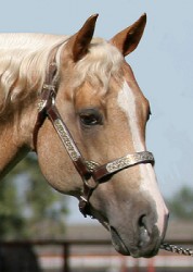 Yellow Roan Of Texas