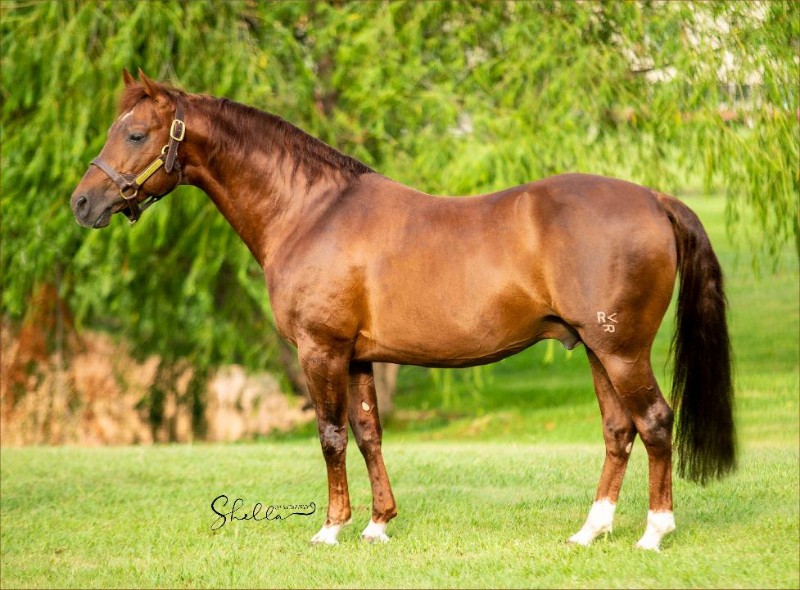 National Reined Cow Horse Association Boon Too Suen at Perfect Horse ...