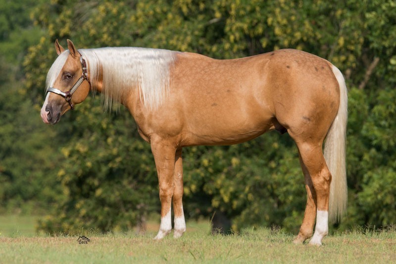 Morgan Stables Performance Horses