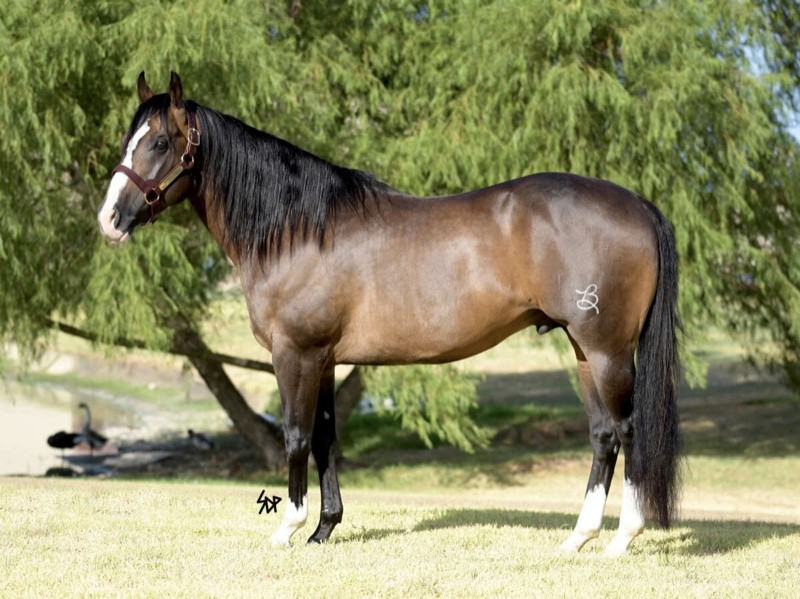 Kansas Horse Council Midnight Cool at Perfect Horse Auctions