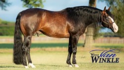 Whiz Van Winkle