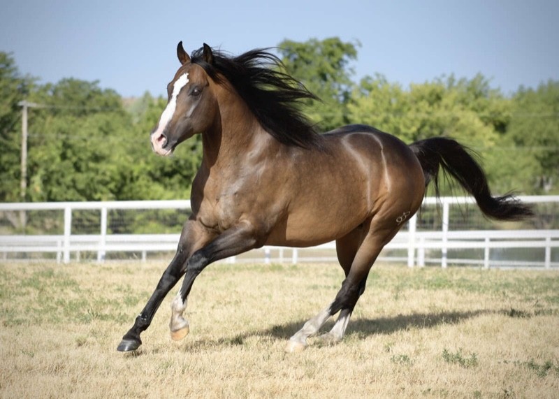 Kansas Horse Council Midnight Cool at Perfect Horse Auctions