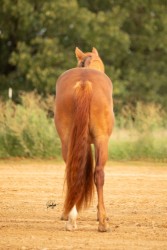 Hind View