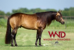 Whizkey N Diamonds